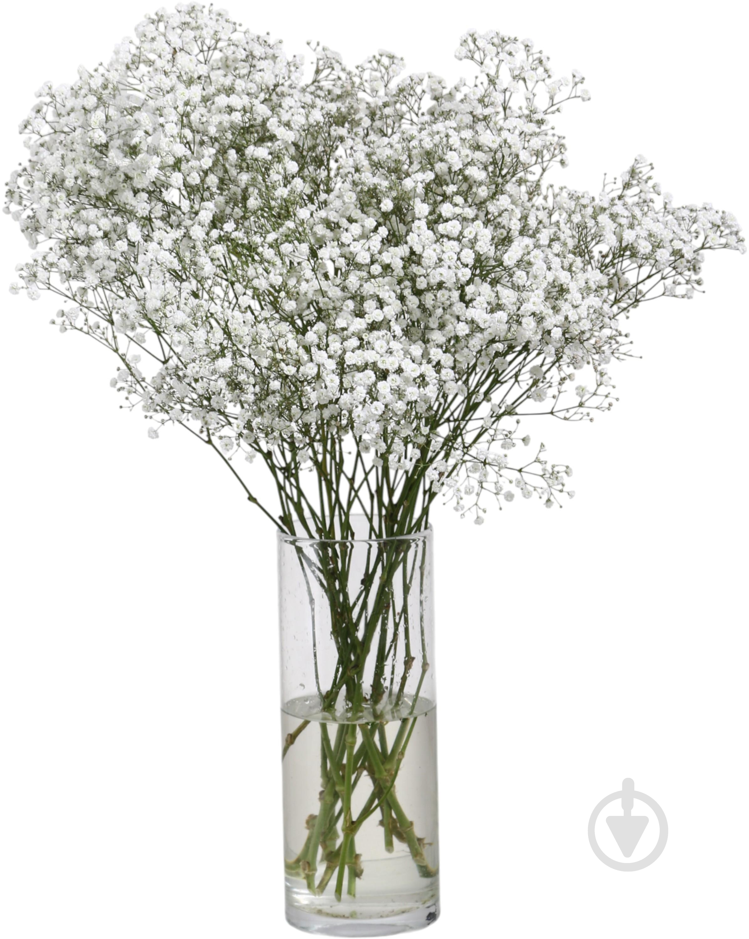 Гипсофила Xlence белый (Нидерланды) - фото 2