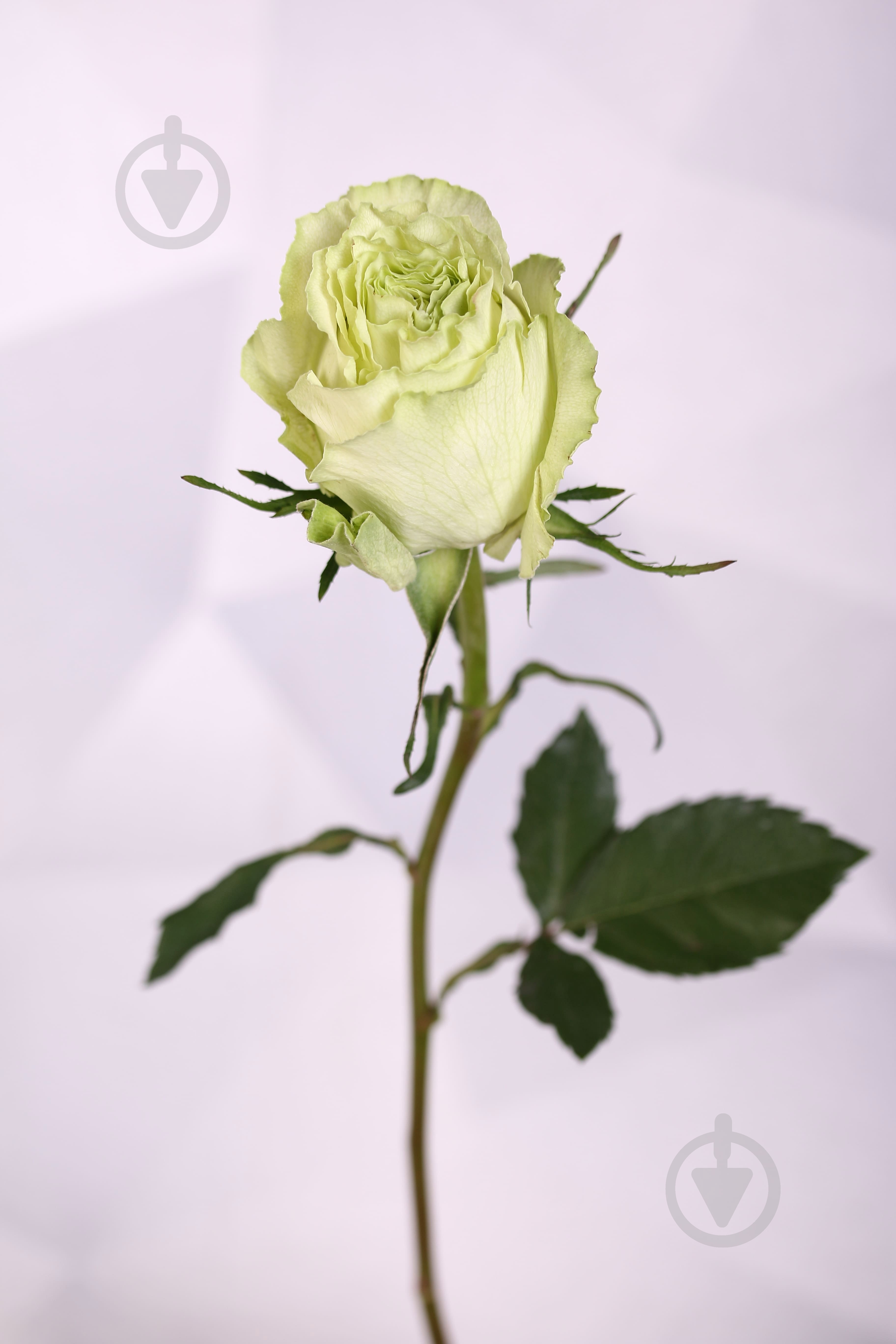 Роза Limonada одноголовая пионовидная 70 см зеленая (Нидерланды) - фото 2 Роза Limonada одноголовая пионовидная 70 см зеленая (Нидерланды) - фото 2