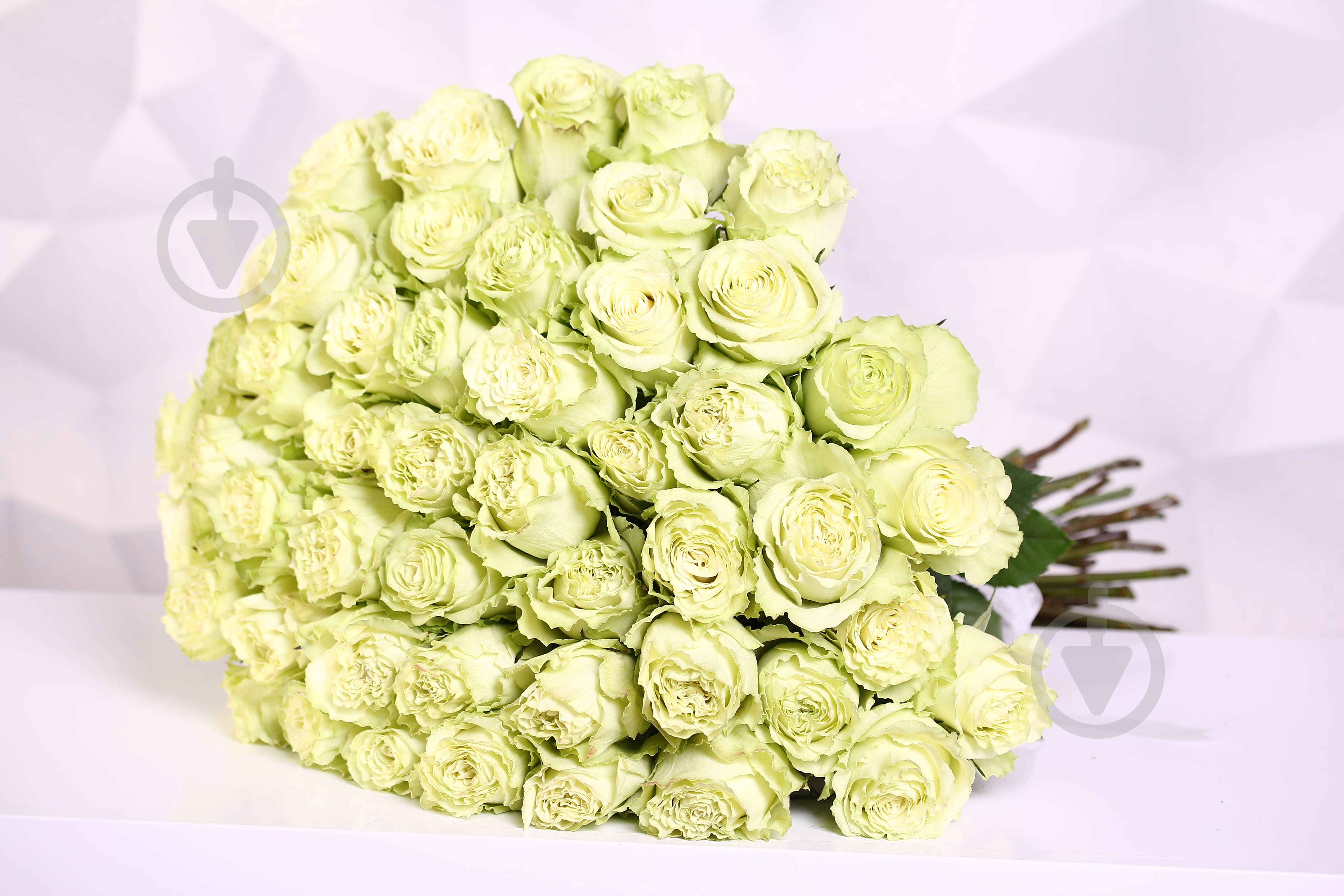 Роза Limonada одноголовая пионовидная 70 см зеленая (Нидерланды) - фото 3 Роза Limonada одноголовая пионовидная 70 см зеленая (Нидерланды) - фото 3