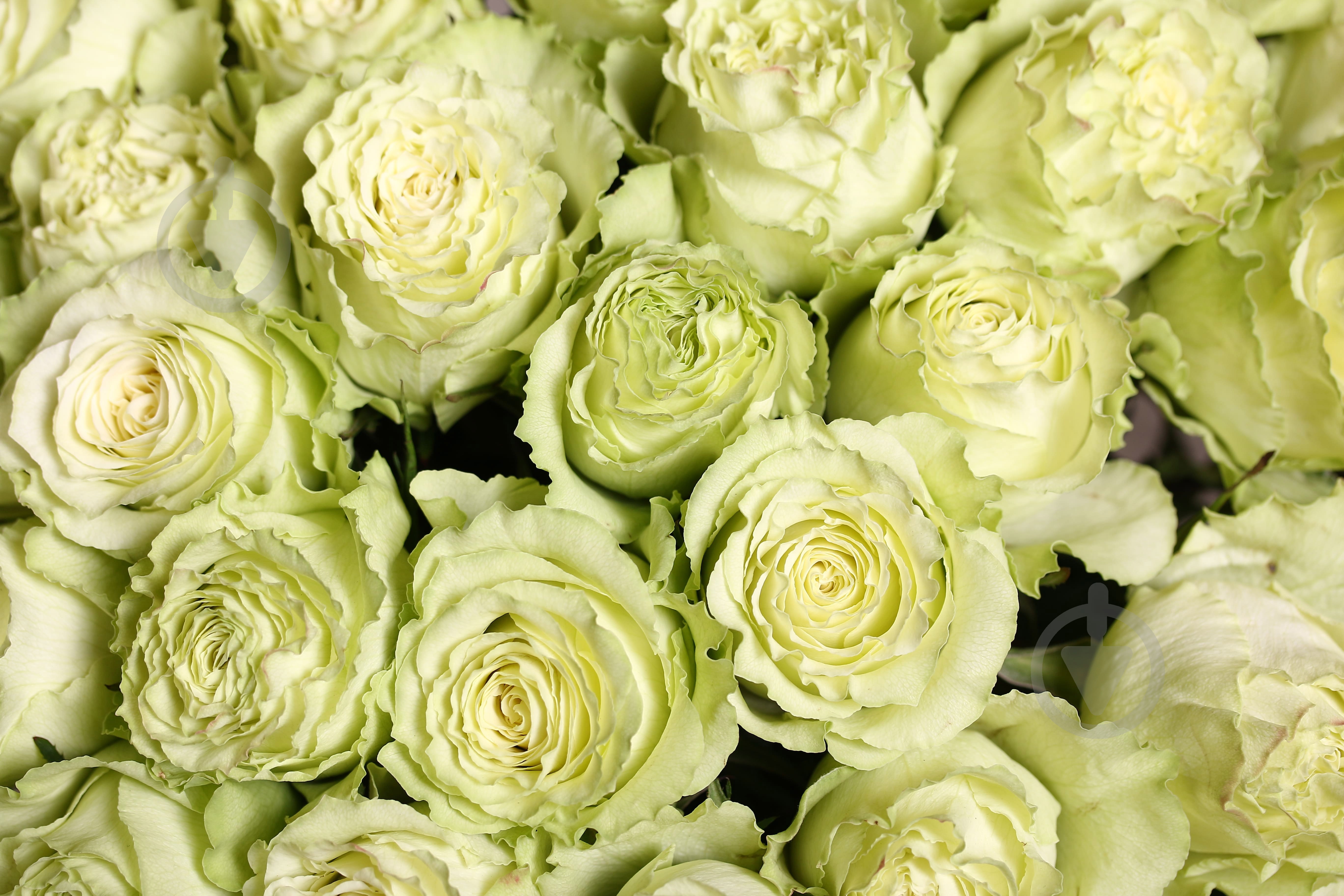 Роза Limonada одноголовая пионовидная 70 см зеленая (Нидерланды) - фото 6 Роза Limonada одноголовая пионовидная 70 см зеленая (Нидерланды) - фото 6