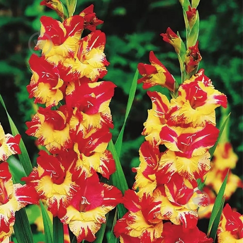 Луковица Гладиолус Крупноцветковый Stereo 3 шт. - фото 1