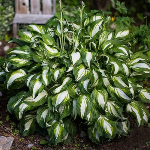 Луковица Хоста Undulata Mediovariegata 1 шт. - фото 1
