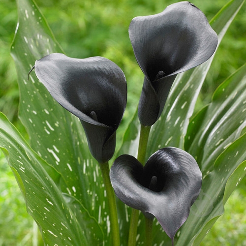 Луковица Калла Black Diamond 1 шт. - фото 1