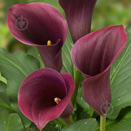 Луковица Калла Captain Promise 1 шт. - фото 1 Луковица Калла Captain Promise 1 шт. - фото 1