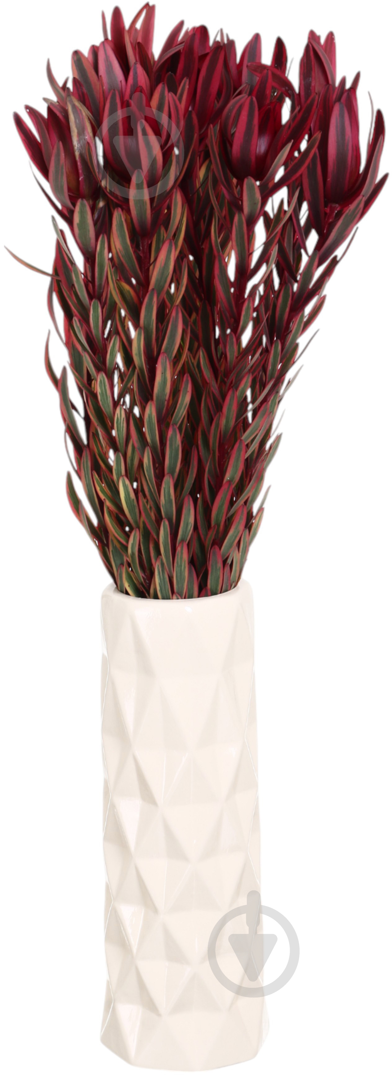 Леукадендрон Jester разноцветный (Нидерланды) - фото 3 Леукадендрон Jester разноцветный (Нидерланды) - фото 3