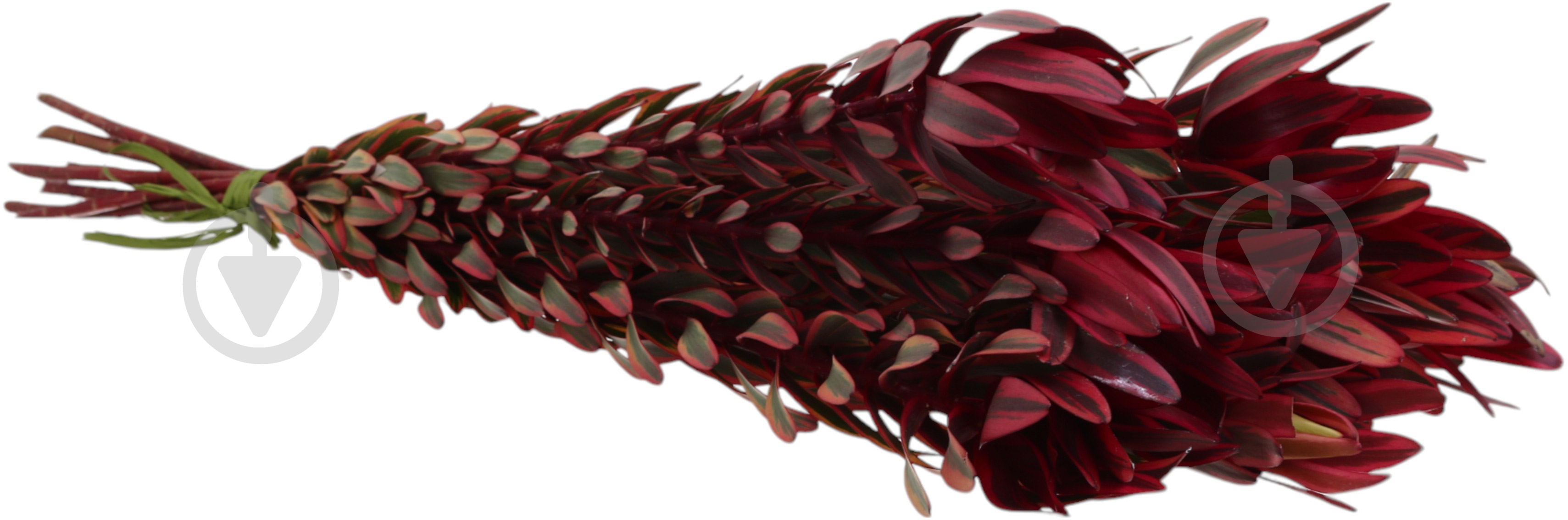 Леукадендрон Jester разноцветный (Нидерланды) - фото 2 Леукадендрон Jester разноцветный (Нидерланды) - фото 2