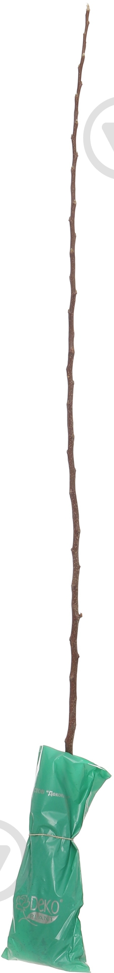 Саженец Dekoplant яблони пакет - фото 1