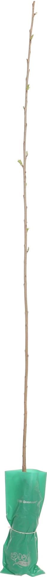 Саженец Dekoplant черешни пакет - фото 1