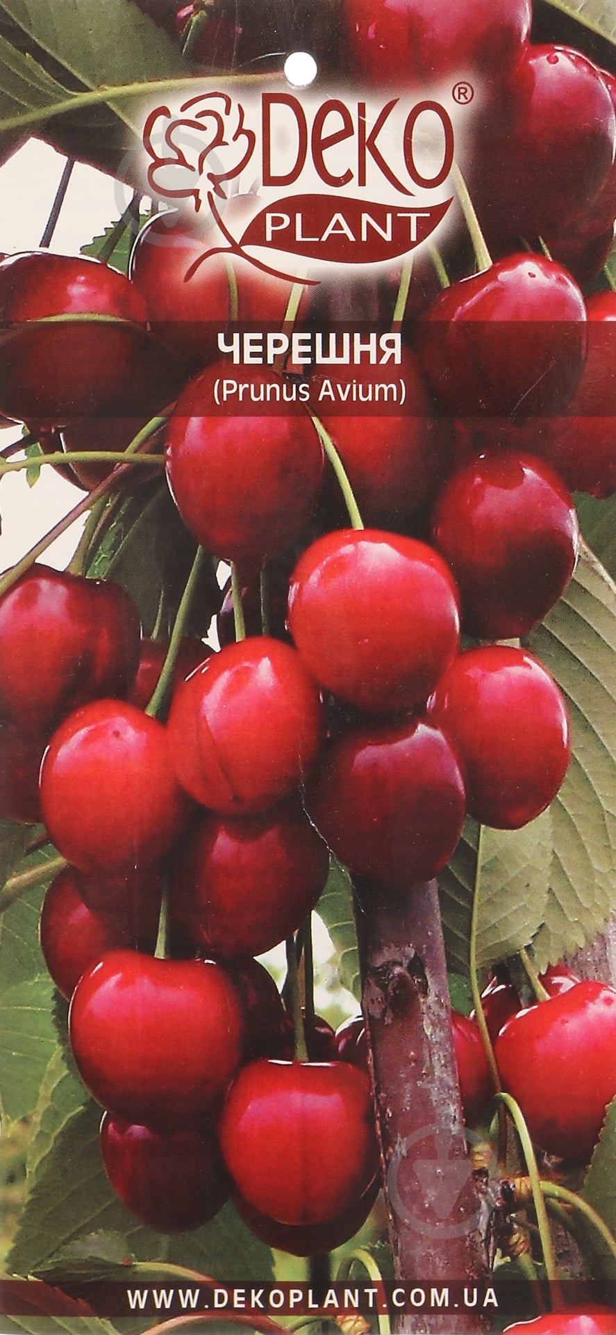 Саженец Dekoplant черешни пакет - фото 2