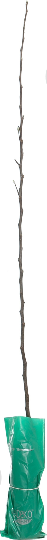 Саженец яблони Джонаголд - фото 1