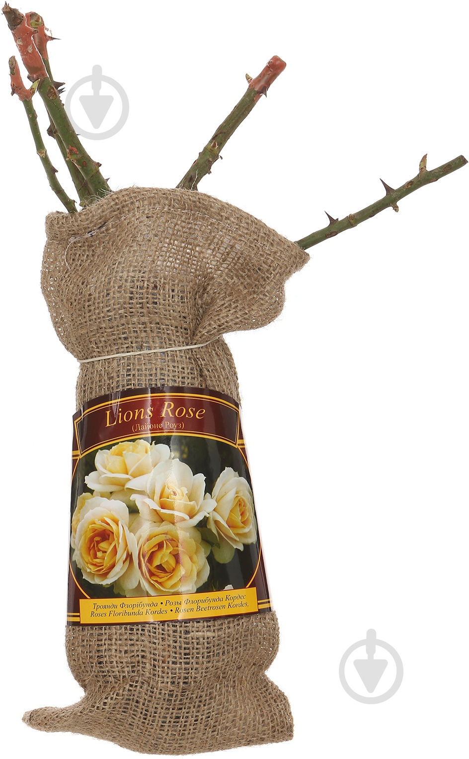 Саженец Роза флорибунда мешок Ростик - фото 1