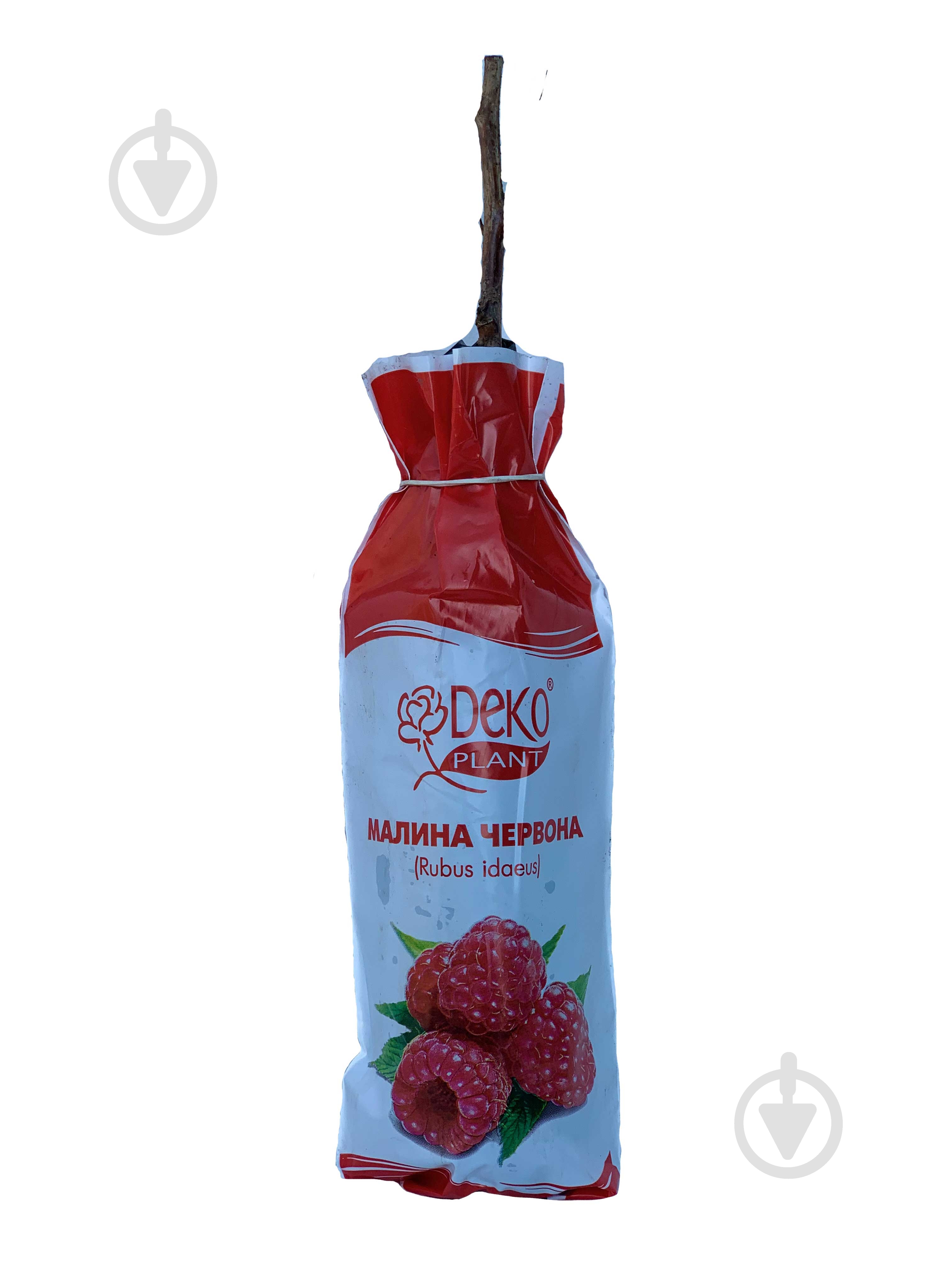 Саженец малина красная пакет - фото 1
