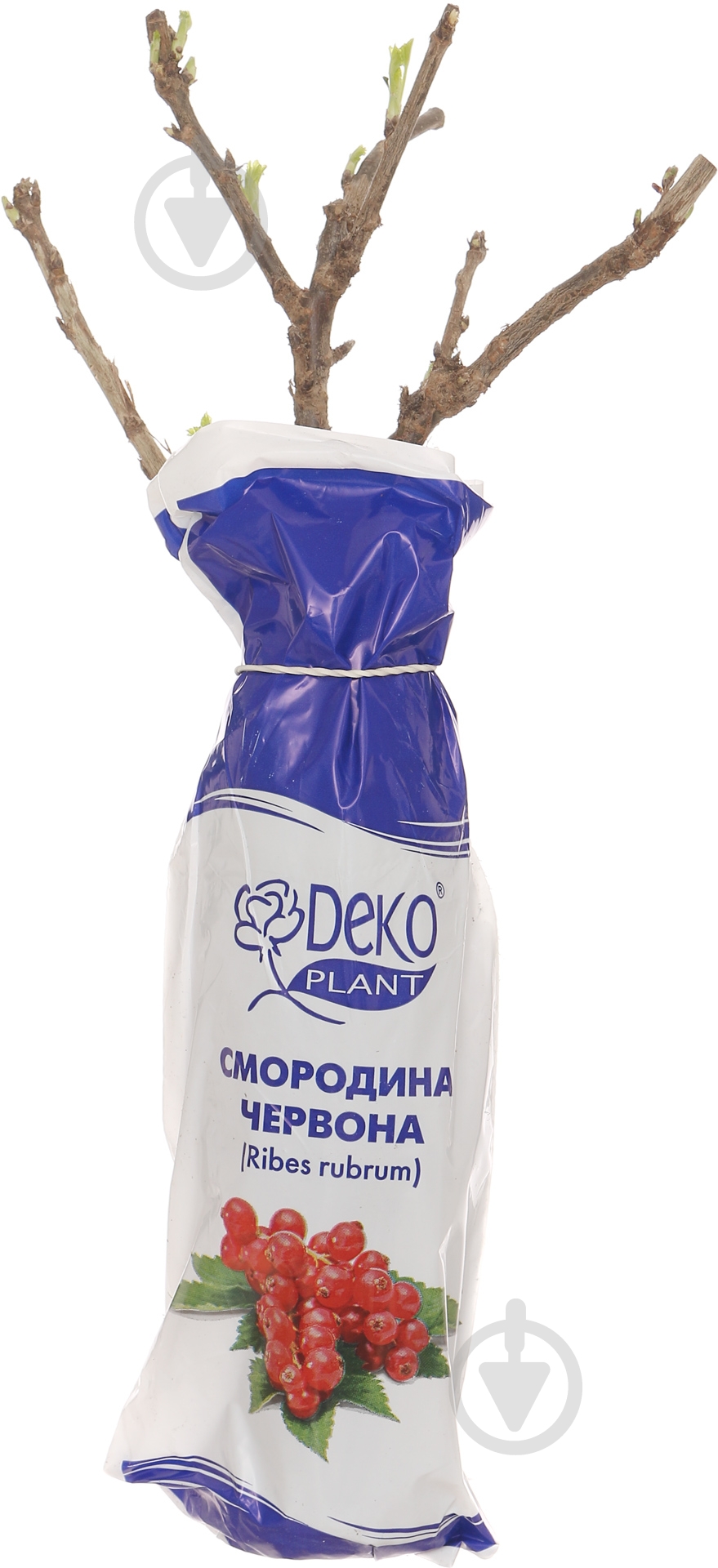 Саженец смородины красной Ровада - фото 1 Саженец смородины красной Ровада - фото 1