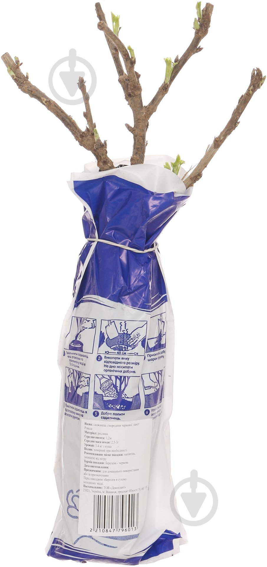 Саженец смородины красной Ровада - фото 2 Саженец смородины красной Ровада - фото 2