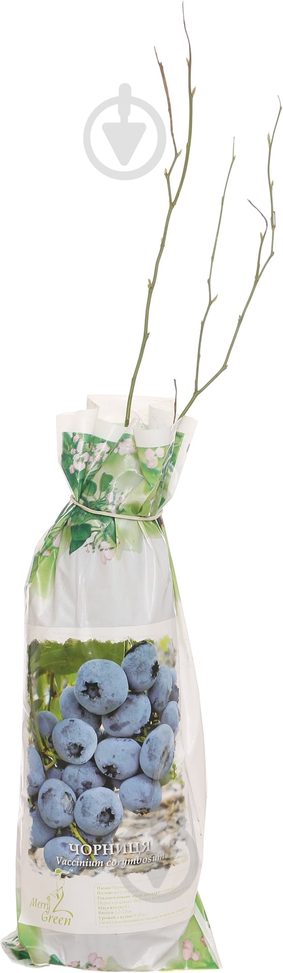 Саженец черники Блу Голд - фото 1