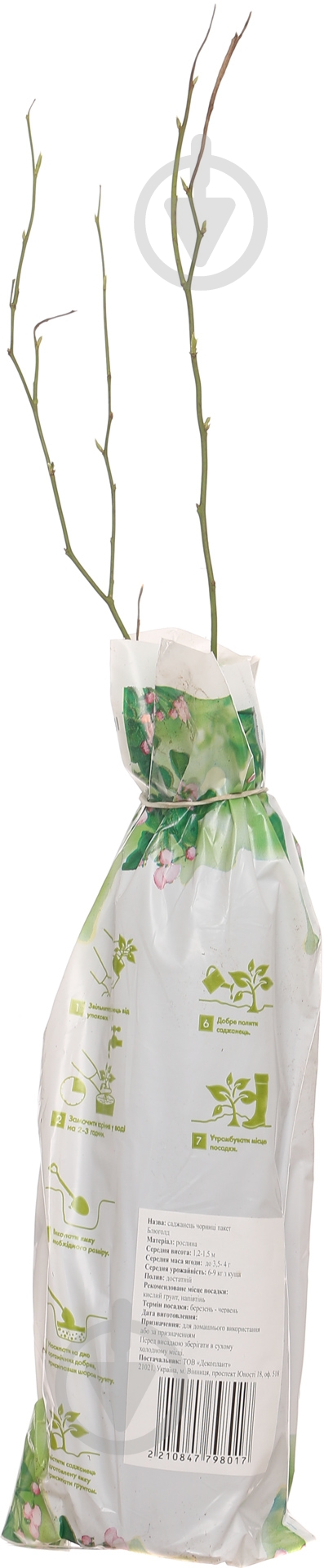 Саженец черники Блу Голд - фото 2