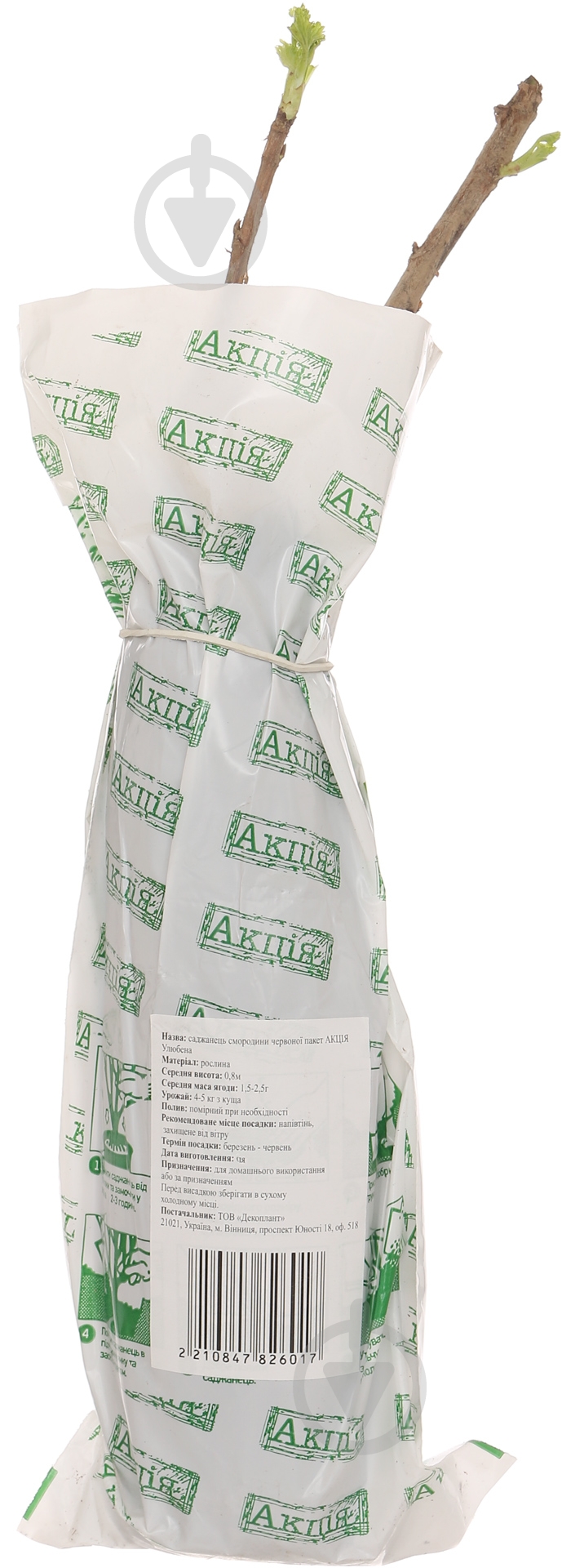 Саженец смородины красной Улюблена - фото 2