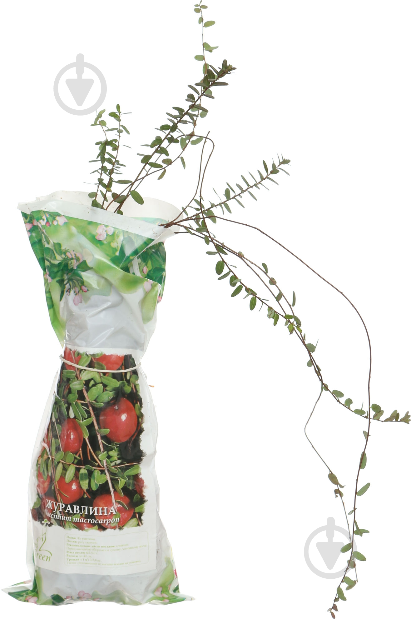 Саженец клюквы Бен Лир - фото 1