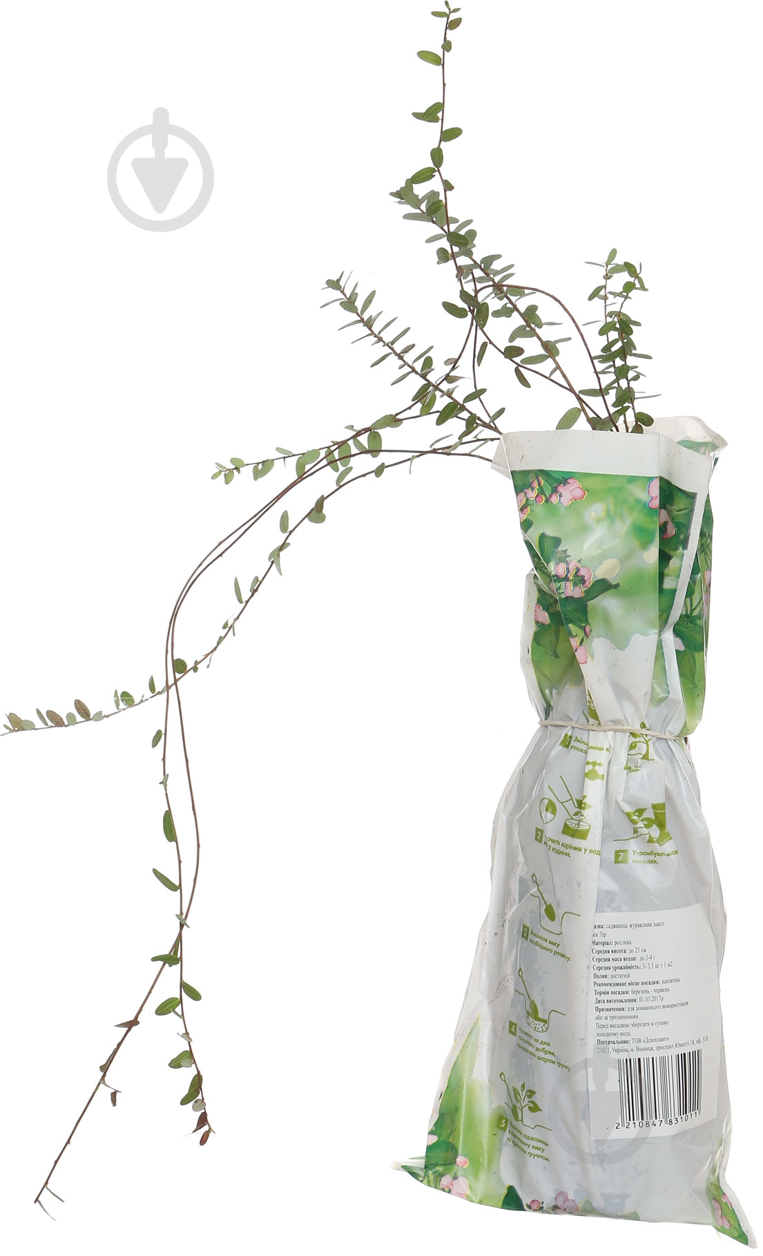 Саженец клюквы Бен Лир - фото 2