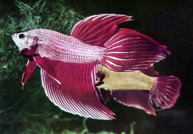 Рыбка Петушок супер дельта 4-5,5 см - фото 4 Рыбка Петушок супер дельта 4-5,5 см - фото 4