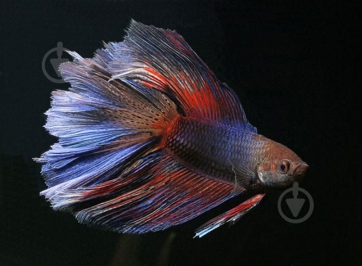 Рыбка Петушок супер дельта 4-5,5 см - фото 2 Рыбка Петушок супер дельта 4-5,5 см - фото 2