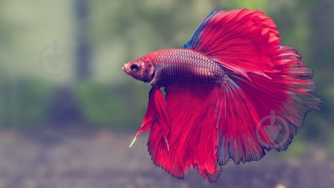 Рыбка Петушок супер дельта 4-5,5 см - фото 10 Рыбка Петушок супер дельта 4-5,5 см - фото 10