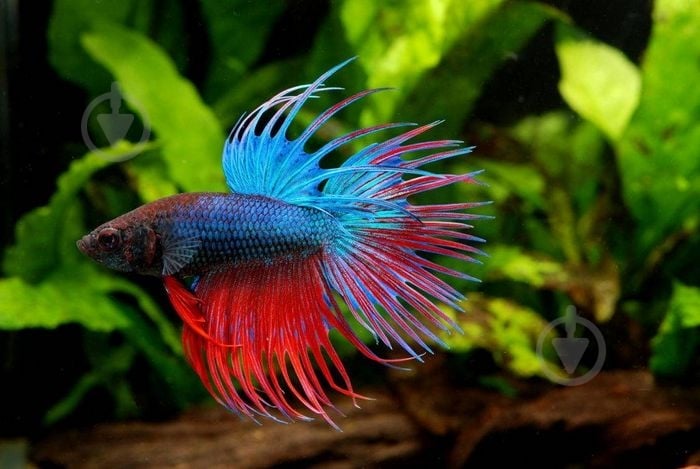 Рыбка Петушок супер дельта 4-5,5 см - фото 9 Рыбка Петушок супер дельта 4-5,5 см - фото 9