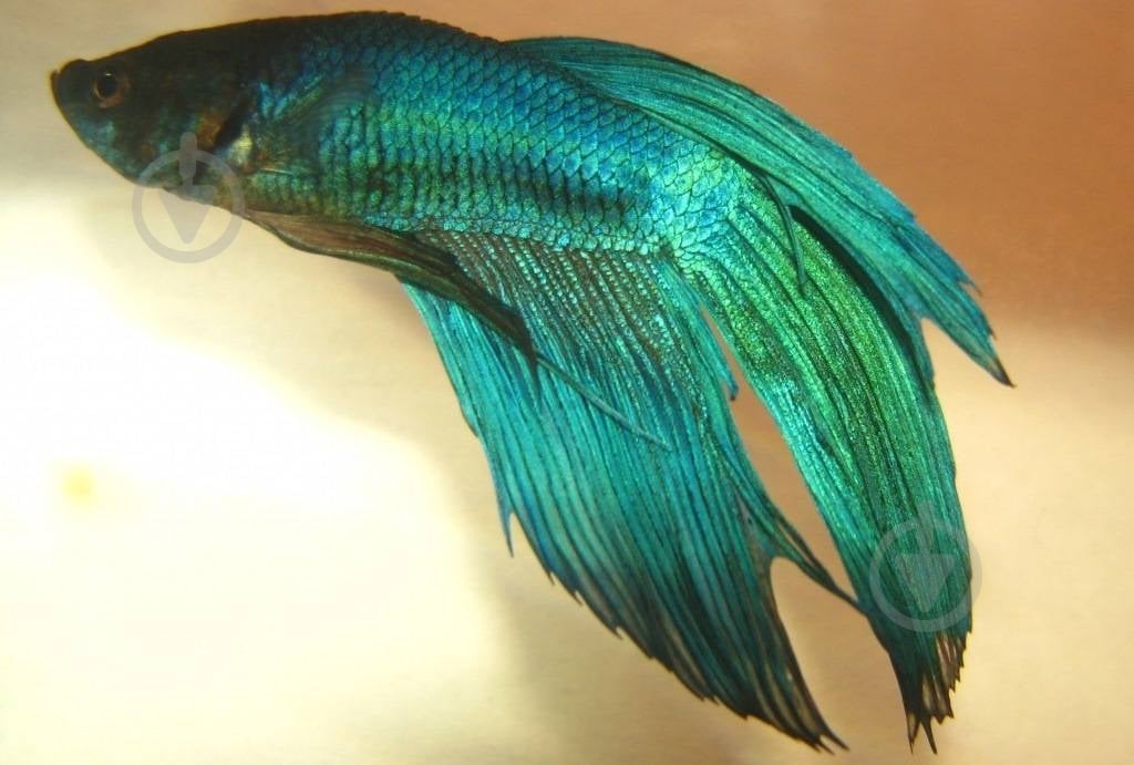 Рыбка Петушок супер дельта 4-5,5 см - фото 11 Рыбка Петушок супер дельта 4-5,5 см - фото 11