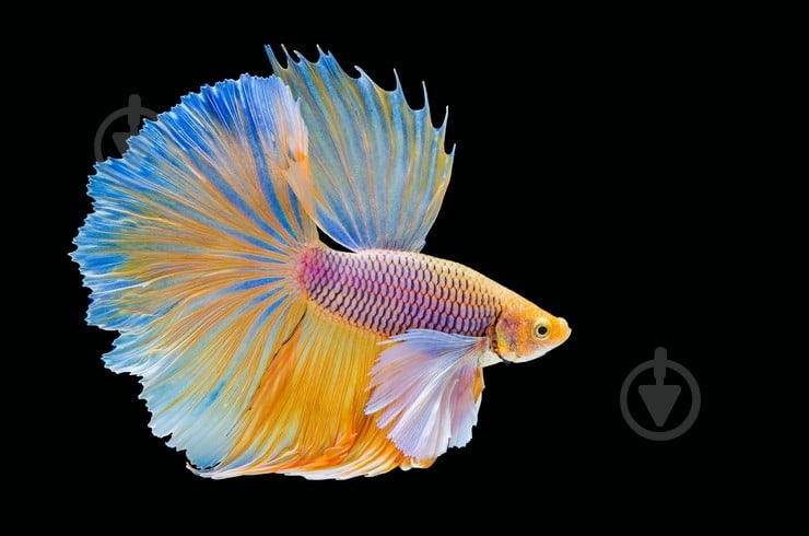 Рыбка Петушок супер дельта 4-5,5 см - фото 12 Рыбка Петушок супер дельта 4-5,5 см - фото 12