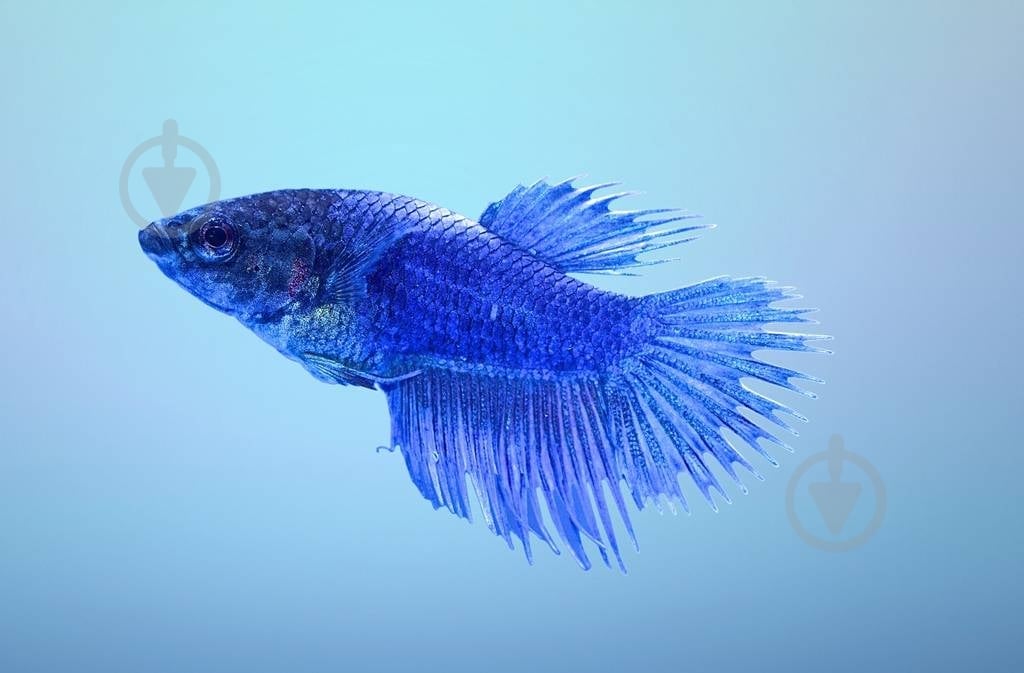 Рыбка Петушок супер дельта 4-5,5 см - фото 5 Рыбка Петушок супер дельта 4-5,5 см - фото 5