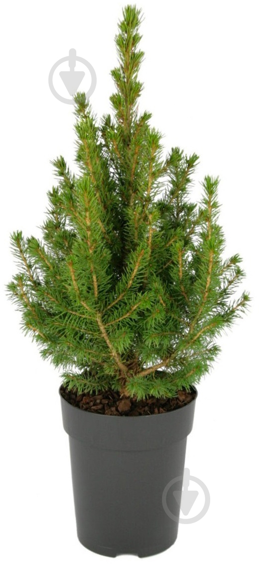 Растение Ель Conica C5 - фото 1