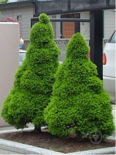 Растение Ель Conica C5 - фото 2