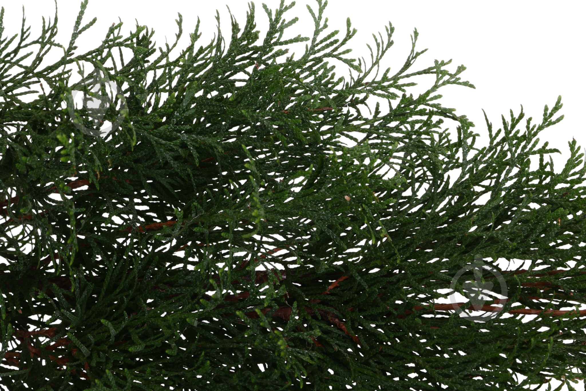 Растение Туя Smaragd C5 - фото 2