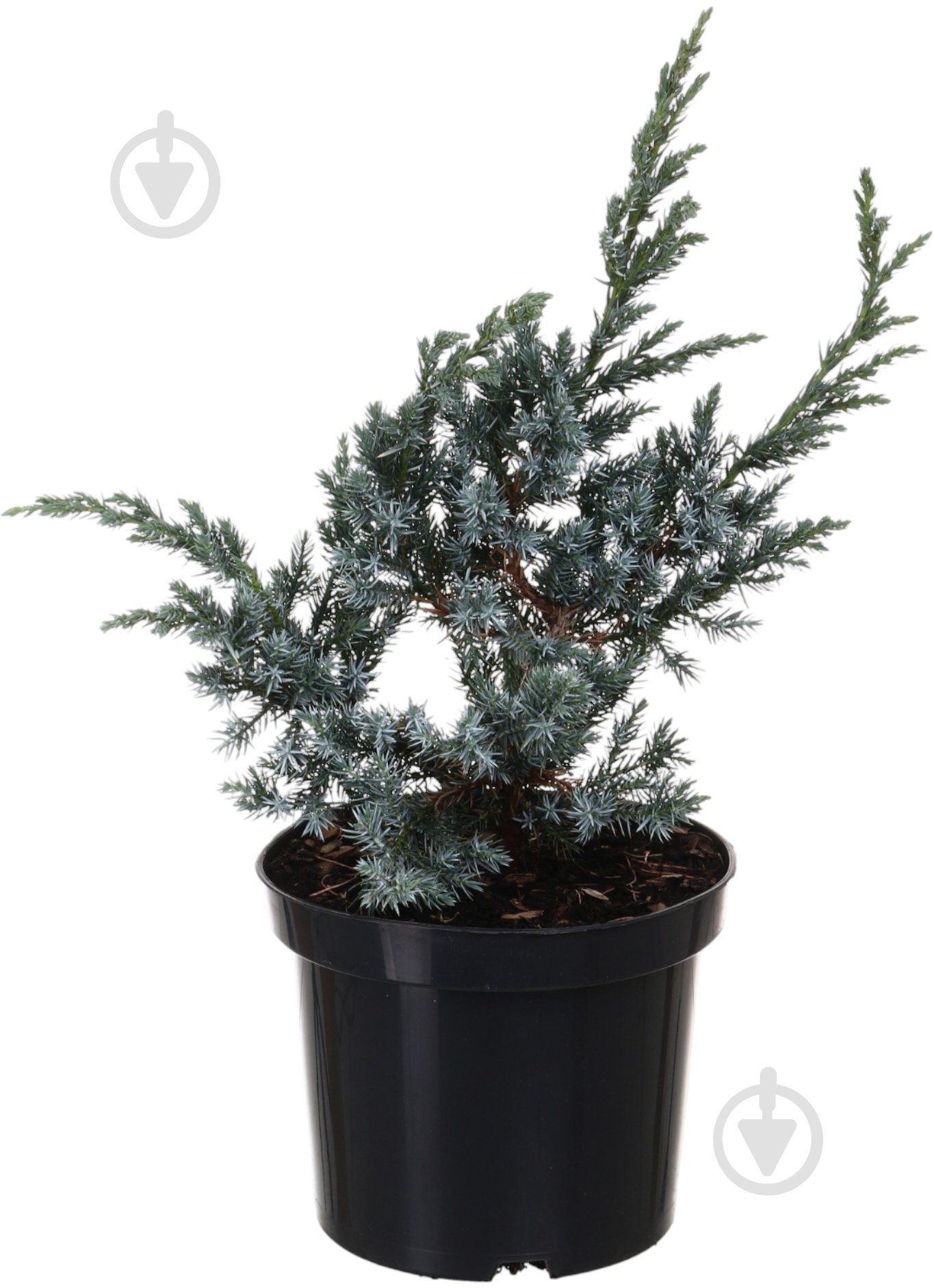 Растение Можжевельник Meyeri C3 - фото 1