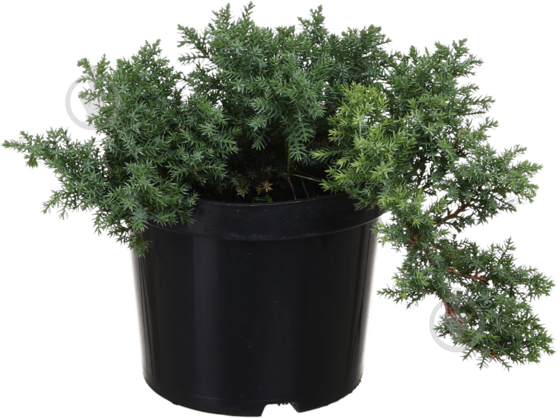 Растение Можжевельник Procumbens nana C3 - фото 1