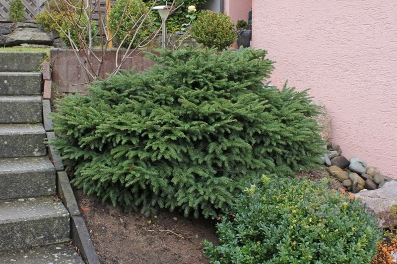 Растение Ель NidiformisC5 - фото 3