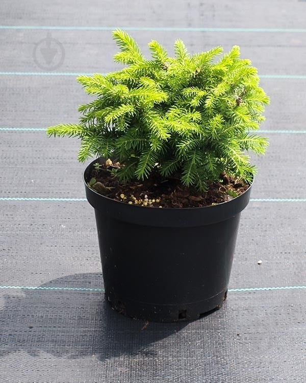 Растение Ель NidiformisC5 - фото 1