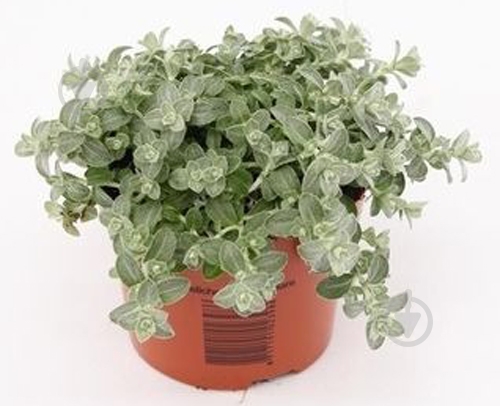 Растение Гелихризум петиоларе d20 - фото 1 Растение Гелихризум петиоларе d20 - фото 1