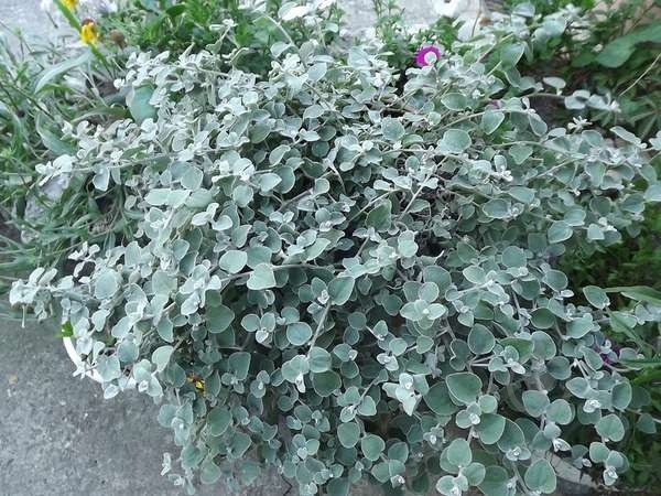 Растение Гелихризум петиоларе d20 - фото 2 Растение Гелихризум петиоларе d20 - фото 2