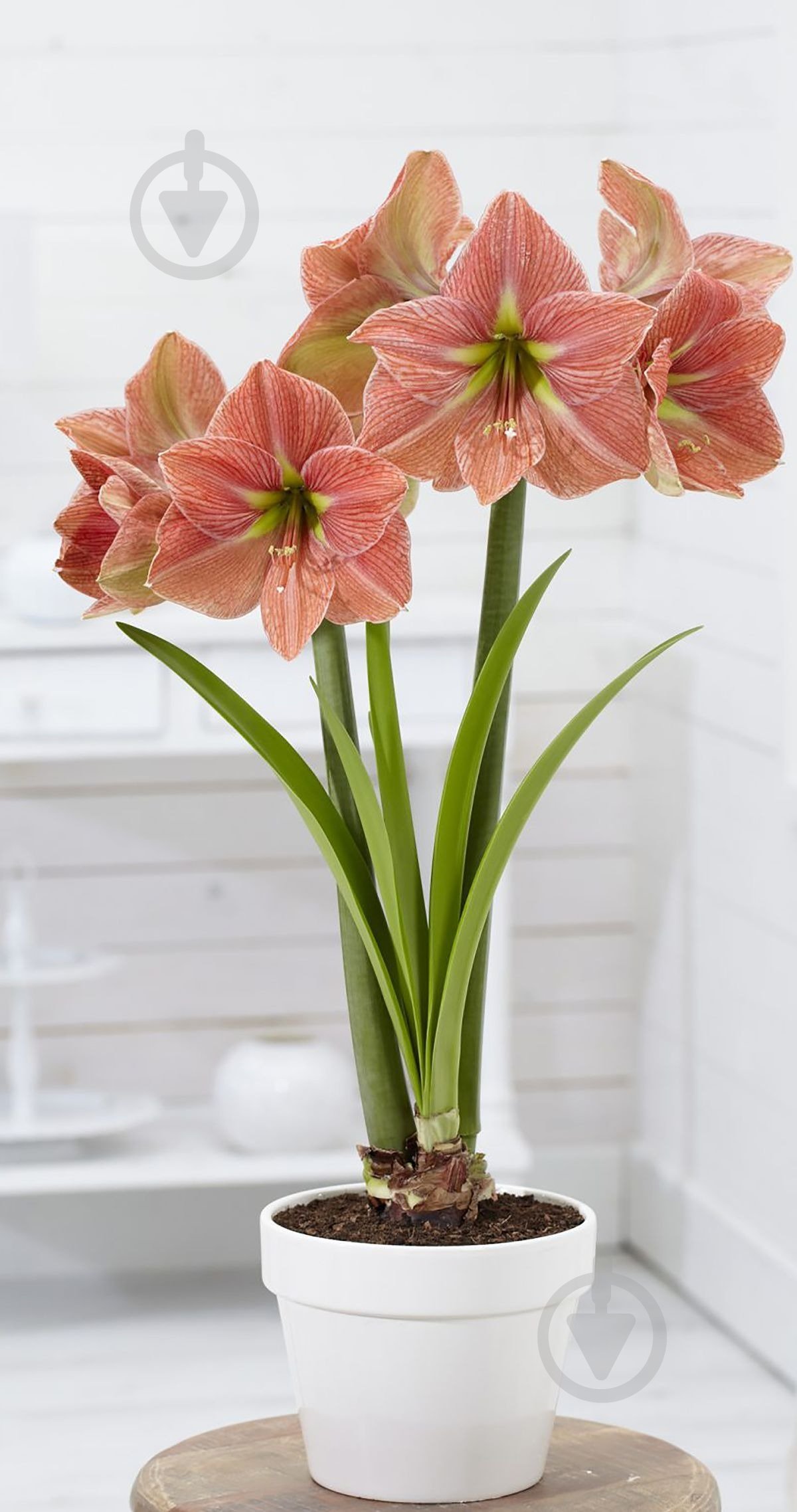 Рослина Гіпеаструм d14/h20 - фото 1 Рослина Гіпеаструм d14/h20 - фото 1