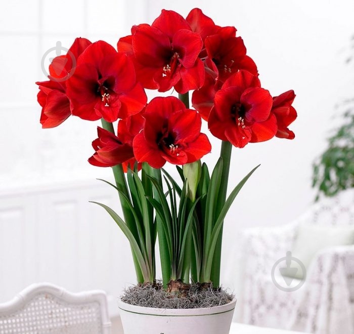 Рослина Гіпеаструм d14/h20 - фото 2 Рослина Гіпеаструм d14/h20 - фото 2