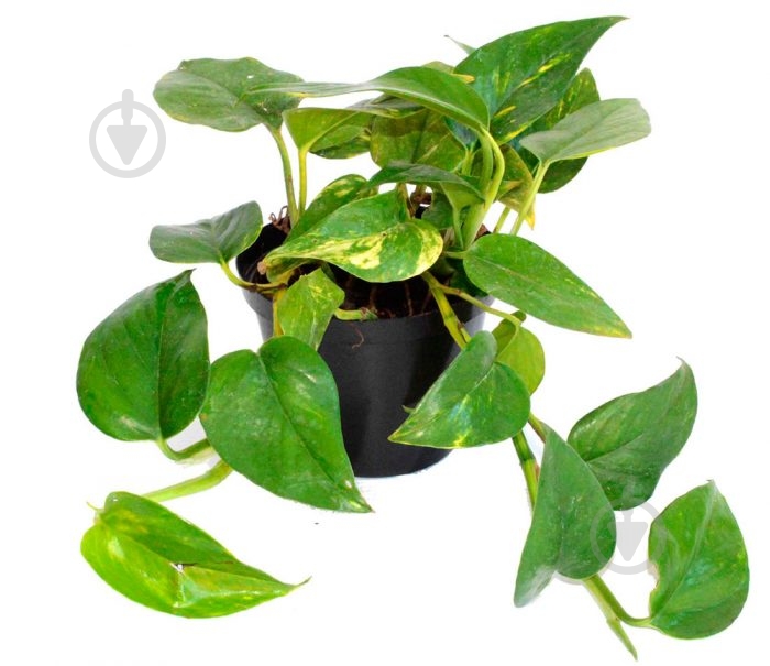 Рослина Сциндапсус d15/h30 - фото 1 Рослина Сциндапсус d15/h30 - фото 1