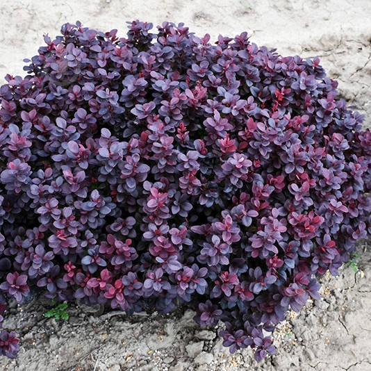 Растение Барбарис тунберга Concorde / Berberis thunb.Concorde С 3 - фото 2
