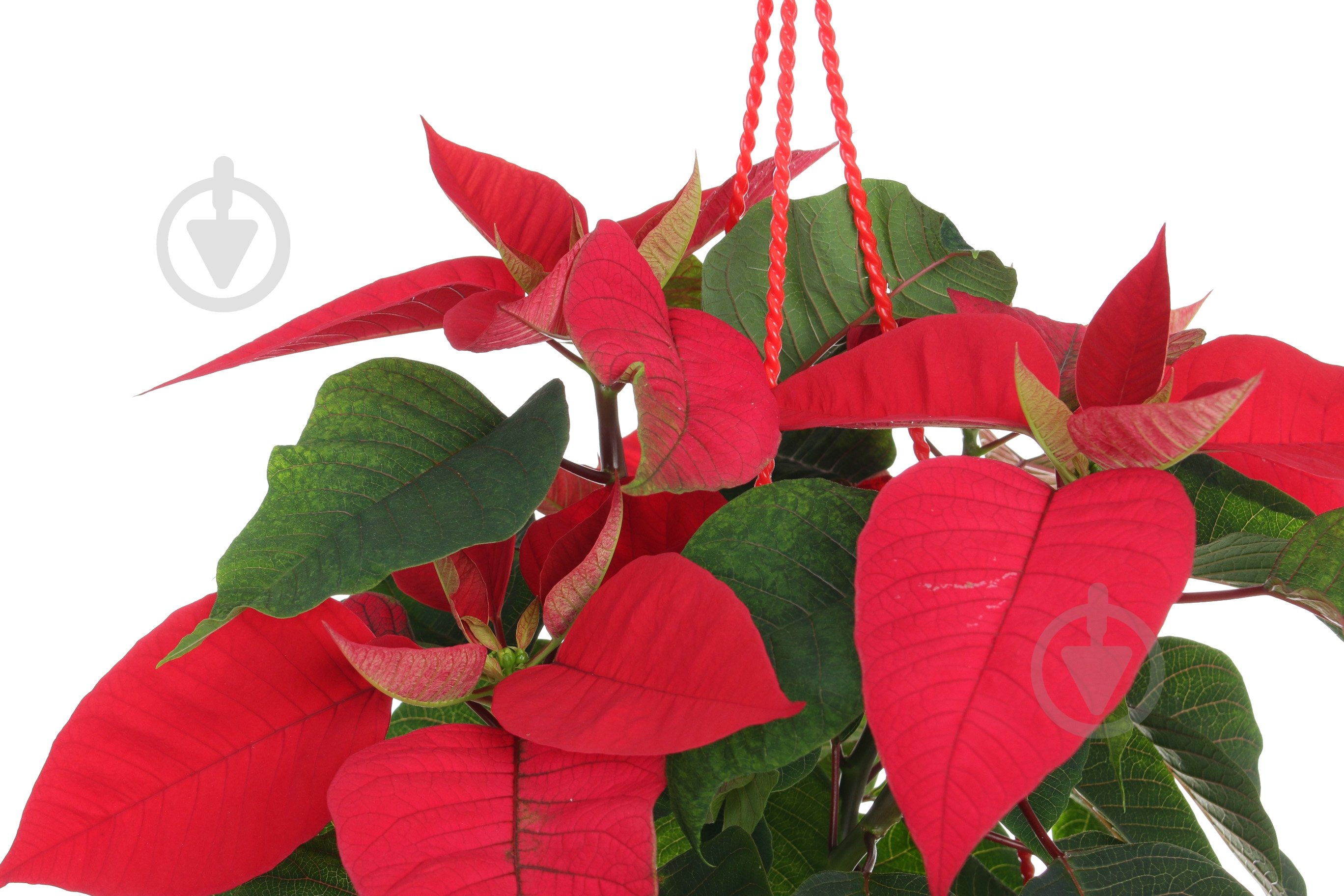 Растение Пуансеттия D 20 - фото 2 Растение Пуансеттия D 20 - фото 2