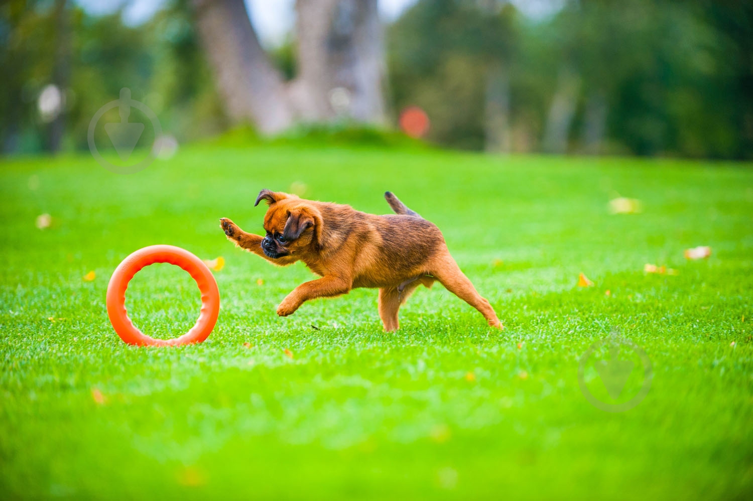 Игрушка для собак PitchDog кольцо для апортировки d 20 см оранжевое - фото 4