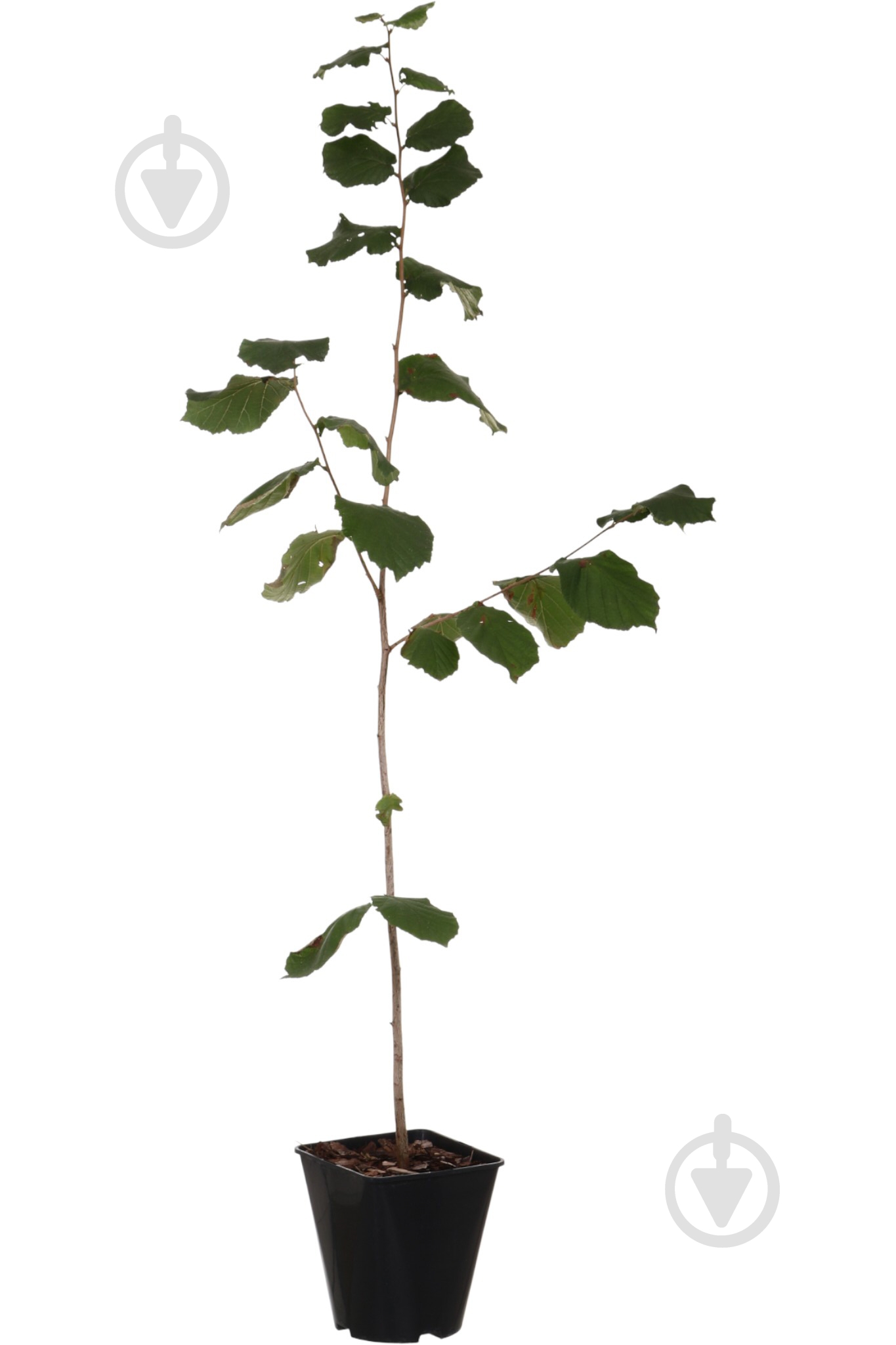 Саженец фундука 1р (C7) - фото 1