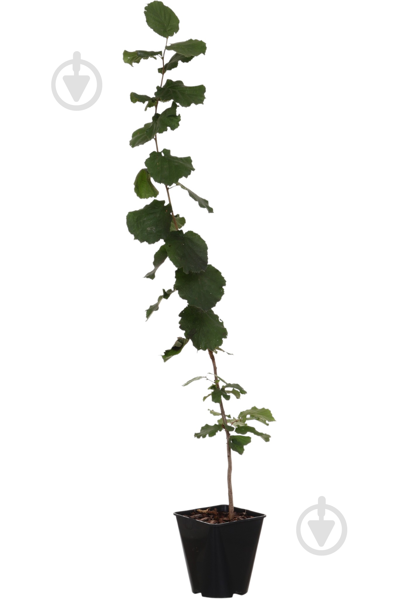 Саженец фундука 1р (C7) - фото 2