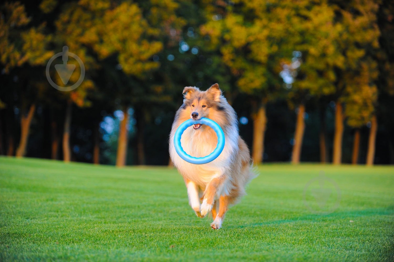 Игрушка для собак PitchDog кольцо для апортировки d 28 см голубое - фото 3