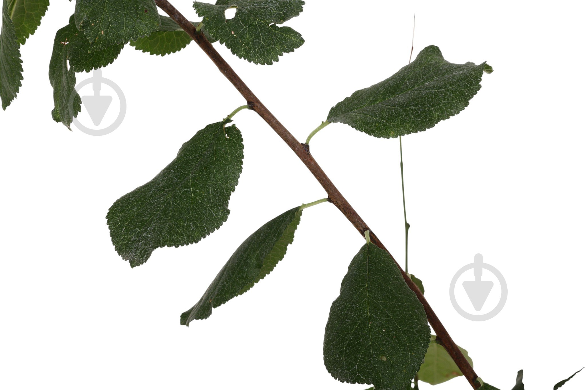 Саженец сливы 1р (C7) - фото 4