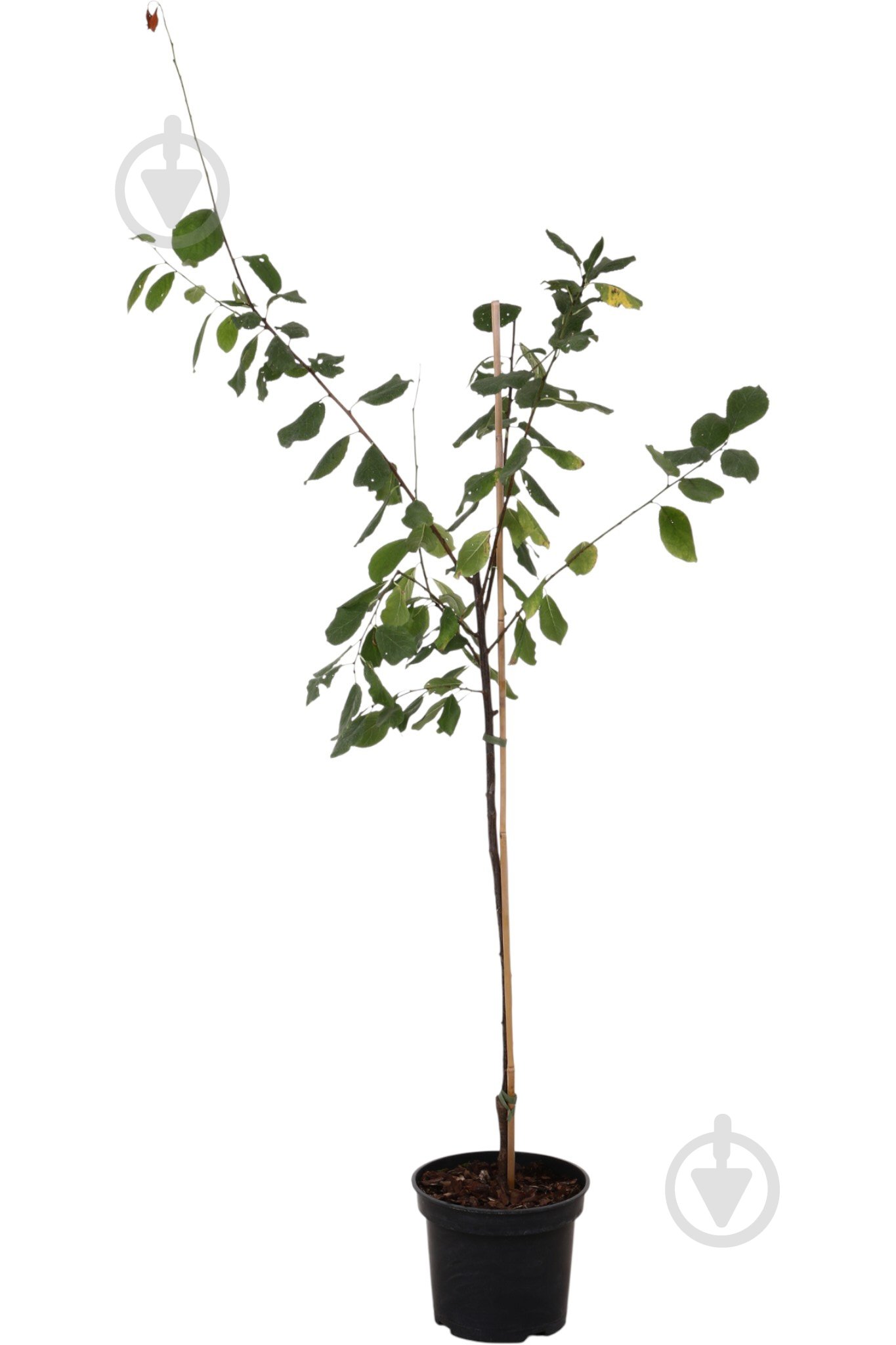 Саженец сливы 1р (C7) - фото 2